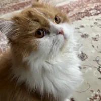 واگذاری گربه