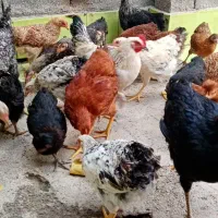 مرغ وخروس گلپایگانی سالم وسرحرحال