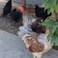 خروس ویاندوت ارنج|حیوانات مزرعه|شیراز, محراب|دیوار