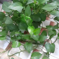 گل طبیعی|گل و گیاه طبیعی|مرودشت, فرهنگ|دیوار
