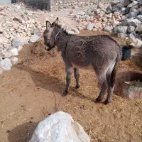 الاغ نر دوساله