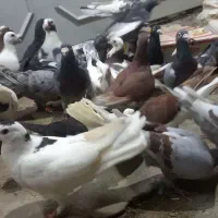 کفتر بوم|پرنده|مشهد, ملک‌آباد|دیوار