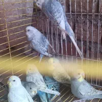 هشتا مرغ عشق اسپنگل|پرنده|خان ببین, |دیوار