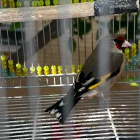 سهره دورگ زاغ و سر سیاه استان فارسی