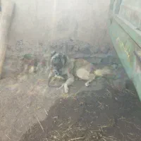 واگذاری سگ گله ای