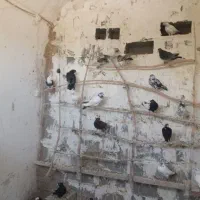 کبوتر پرشی درجه۱