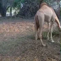 شتر نر پاکستانی داشتی|حیوانات مزرعه|میناب, |دیوار