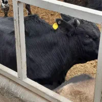 گوساله نر گیلک