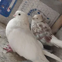 کفتر نوک ریز