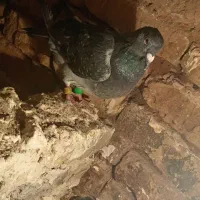 کفتر المانی اصل|پرنده|زاوه, |دیوار