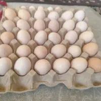 تخم مرغ بومی نطفه دار