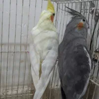 یک جفت عروس هلندی