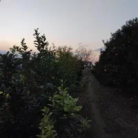 فروش ۳ هکتار