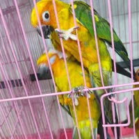 ۴ جفت جوان حلقه پا مجموعه|پرنده|ساری, |دیوار