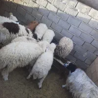 بره نرسبک وزن