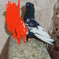 چندتا صید