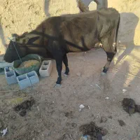 ۸۵۰۰۰۰۰۰۰میلیون