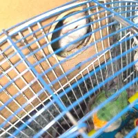 طوطی برزیلی|پرنده|همدان, |دیوار