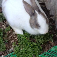 فروش سه عدد خرگوش، معاوضه با یه جفت عروس هلندی