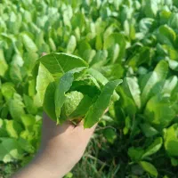 کاهو سفید گریفاتون فرانسه(پیرزا)|گل و گیاه طبیعی|بابکان, |دیوار