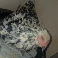 مرغ لاری کرچ