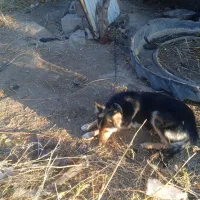 سگ گرگی با ی توله نر|سگ|مشگین شهر, |دیوار