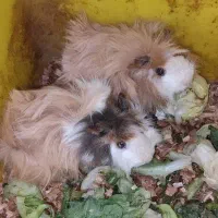 خوکچه هندی فشن یا ( حبشه ای )