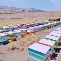 ۲۰۰ تا ۳۰۰ زنبور عسل