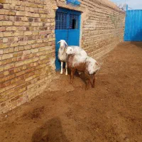 دو راس بره فروشی