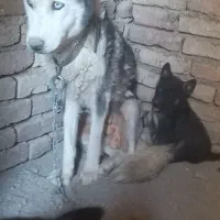 گمشده سگ هاسکی ماده