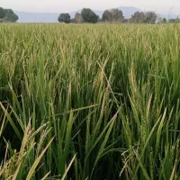 برنج کامفیروزی ،مهجن آباد درجه 1بشرط پخت|خوردنی و آشامیدنی|شیراز, صاحب الزمان|دیوار