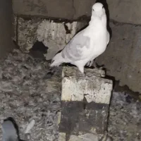 نرو ماده دم سیاه، نر خطی|پرنده|خرمآباد, |دیوار