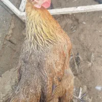 خروس پاکوتاه|حیوانات مزرعه|ریگ, |دیوار