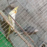 پرنده|پرنده|ایرانشهر, |دیوار