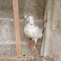 کبوتر|پرنده|رشت, احمد گوراب|دیوار