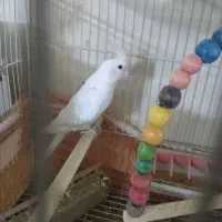 عروس هلندی سرحال نر|پرنده|نیشابور, هفده شهریور|دیوار