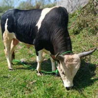 ورزا ۱۷۰ کیلوبسیار دیدنی