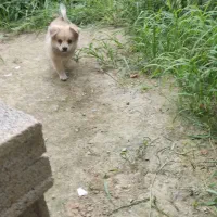 سگ پامر اشپیتز نرو ماده|سگ|خرمآباد (تنکابن), |دیوار