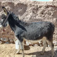 خرگلگی|حیوانات مزرعه|سده (خراسان جنوبی), |دیوار