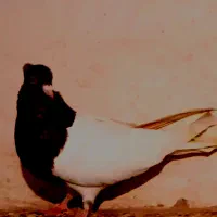 کله ای ماده کلایی