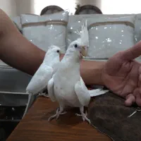 جوجه عروس چندماهه سالم وبازیگوش
