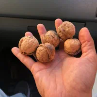 گردوی محلی پرچرب