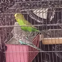 فروش مرغ عشق نر و ماده