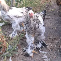 خروس برهما ۴عدد