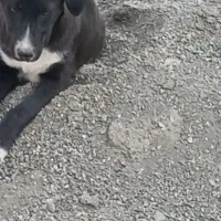 تعدادی حیوان خوشگل دنبال صاحب میگردن|فعالیت داوطلبانه|سبزوار, ایزی شهر|دیوار