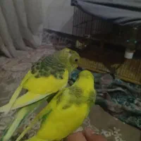 فروش 2 عدد مرغ عشق نیمه دستی  دونه ای150|پرنده|مهدی شهر, |دیوار