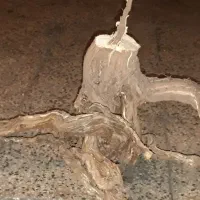 ریشه درخت انگور چند عدد تنه درخت