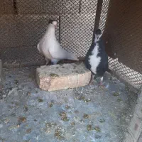 دمگیر دوبحر