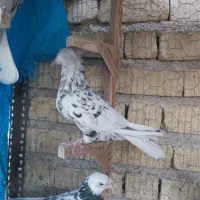 دم سفید وسینه ماده