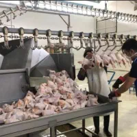 به ۳ نفر نیرو جهت کار در قطعه بندی مرغ نیازمندیم